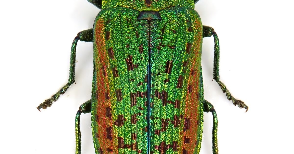 ハビロキンヘリタマムシ